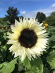 Helianthus Pro Cut White Nite - 20 Raw Seed