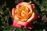 Bonfire Speonfi Hybrid Tea Rose 5LT
