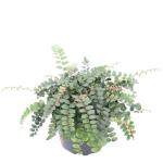 Fern Button Fern Pellaea Seedlings - 3 Plug Plants