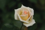 Silk Pierrine Rose Standard lollipop 50CM