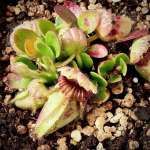 Cephalotus Albany Pitcher Plant - 'german Giant' In 9CM Plastic Container