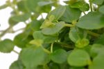 Pilea Depressa Baby Tears 20CM Hanging Basket