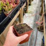 Sundew Drosera Binata Var. Multifida - Dormant Plant. 7.5CM Plastic Container.