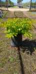Duranta Sheenas Gold 10LT