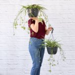 Spider Plant - 21CM Hanging Nursery Pot