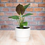 Elephants Ear - Rubra - In 21CM Flo Planter