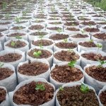 100PCS 200PCS 300PCS Biodegradable Seed Nursery Bags Non-woven Plants Grow Bags Fabric Seedling Pots Plants Pouch Home Garden Su
