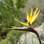 Strelitzia Reginae Mandelas Gold 20LT
