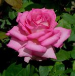 Vrouefederasie Roos Hybrid Tea Rose 5LT