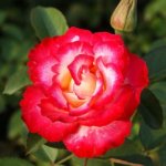Carousel Panarosa Rose 5LT