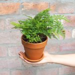Black Rabbit's Foot Fern - In 15CM Terracotta Pot With Saucer