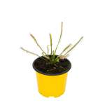 Cape Sundew White
