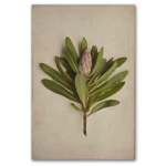 Fynbos 2 Art Print - A0 No Frame Print Only