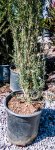 Leptospermum Scoparium Alba 17CM Pot