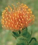 Carnival Coast Leucospermum Pincushion 22CM Pot