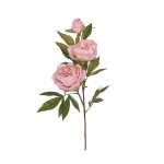 Multi-blossom Pink Peony Stem
