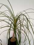Ponytail Palm 4LT
