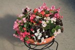 Begonia Planet Mix Seed - 50 Pelleted Seed