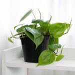 Heart Leaf Philodendron - In 12CM Nursery Pot