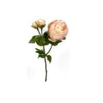 - Peony - Sand - Pack Of 6 Stems - 49CM