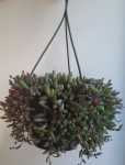 Senecio Herreianus Purple Flush 21CM Hanging Basket