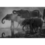 Canvas Wall Art - 1000 X 700 - Elephants 2