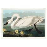 Swan Flowers Art Print