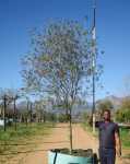 Click & Plant Online Nursery