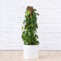 Heart Leaf Philodendron - Moss Pole - In 28CM White Ripple Pot