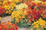 Nasturtium Alaska Mix Seed - 10 G Raw Seed