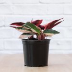 Triostar - In 15CM Nursery Pot