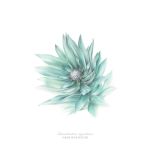 Leucadendron Argenteum Art Print - A3
