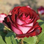 Savlu Hybrid Tea Rose 5LT