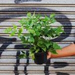 Japanese Holly Fern - 14CM Nursery Pot
