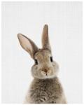 Baby Rabbit - Wall Art Print - A1