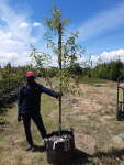 Almond Tree Texas Mission 70LT