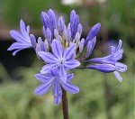 Click & Plant Online Nursery