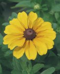 Rudbeckia Toto Gold Seed - 25 Coated Seed