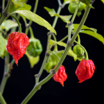 Capsicum Carolina Reaper - Chili Seed - 100 Raw Seed