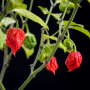 Capsicum Carolina Reaper - Chili Seed - 100 Raw Seed