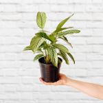 Zebra Calathea - 14CM Nursery Pot