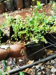 Abelia 4 Litre Bag - Grandiflora