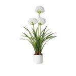 Agapanthus In White Pot 50X80CM - White