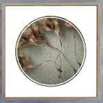 Foraged Texture Rounds 2 Art Print - 100 X 100CM Framed Canvas With Natural Wood Frame