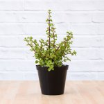 Spekboom - In 15CM Nursery Pot