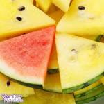 Watermelon Yellow Sc Concentrate - 10ML