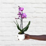 Moth Orchid - MINI - Purple - 9CM 2 Stems - In Spiced Cream Calandiva Pot