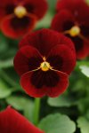 Viola Sorbet Red Blotch Xp Seed - 5000 Raw Seed