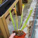 Trumpet Pitcher Sarracenia 'andile' - Medium To Large Plant. 12CM Plastic Container.