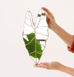Leaf Mirror - Alocasia - Medium 21CM W X 42CM H